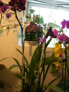 Legujabb Phalenopsis orchideaim 5