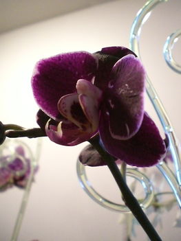 Legujabb Phalenopsis orchideaim 6