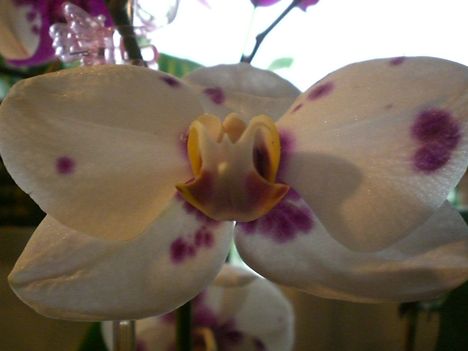 Legujabb Phalenopsis orchideaim 8