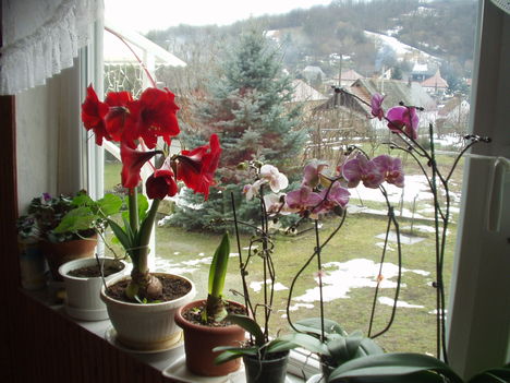 Amarilisz és orchidea