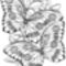 coloriage-papillons-8_gif