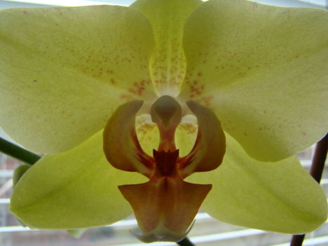 joe orchideái 1