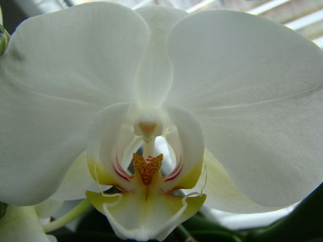 joe orchideái 2