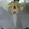 joe orchideái 3