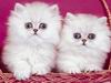 kettő perzsa macska