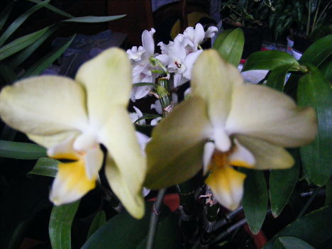 Lepfe + Dendrobium Orchidea