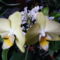 Lepfe + Dendrobium Orchidea