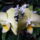 Lepfe__dendrobium_orchidea_595250_79105_t