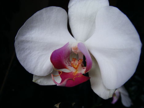 Lepke Orchidea