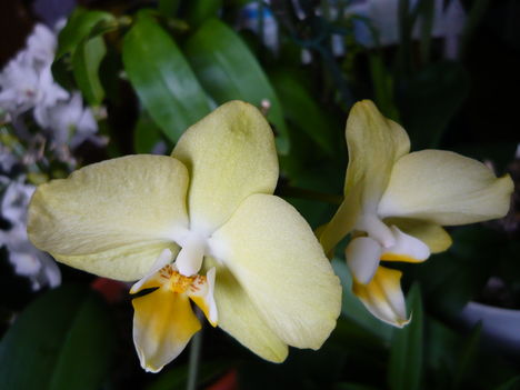 Lepke Orchidea