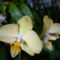 Lepke Orchidea