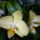 Lepke_orchidea-004_595254_46842_t