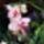 Lepke Orchidea