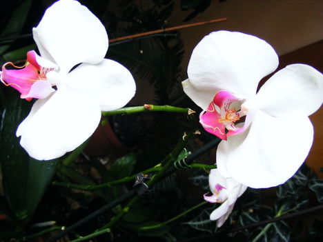 Lepke Orchidea / negyedjére nyillik/