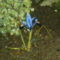 A szibériai nőszirom az első virág a kertemben