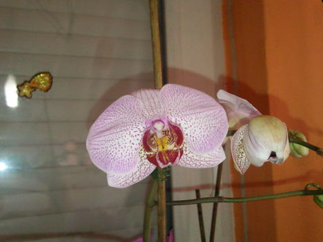 hármaska (és még ezután nyílik 3 orhideám, amik tele vannak bimbókkal)