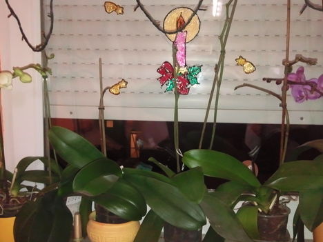 Karácsonyra mindenik orhideám megajándékozott bimbókkal