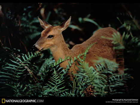 Marsh Deer, Florida, 1996