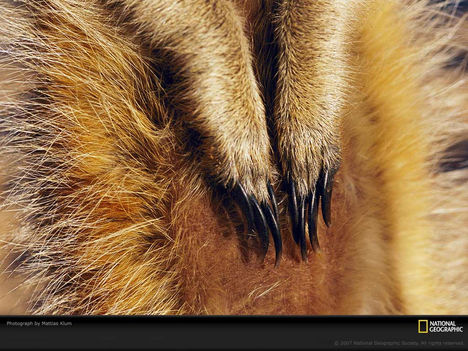 Meerkat Paws, South Africa, 2002