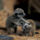 Meerkats_03_596581_13476_t