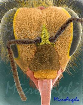 Mikroszkóp alatt - méh