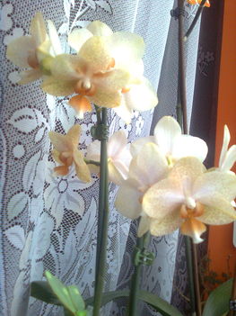 szeplőske orchideám 