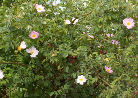 Vadrózsa - Rosa canina