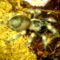 B.smithi