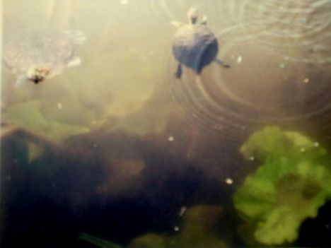 ékszerteknősök a tóban