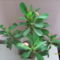 Euphorbia milli virágzik