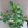Euphorbia_milli_viragzik_597036_21432_t