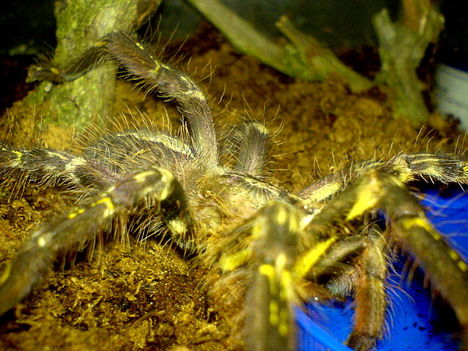 P.ornata