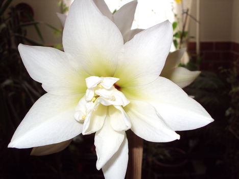 2010. első amarilisz virág