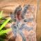 Avicularia sp. amazonica 11.v ♀
