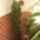 Euphorbia_598036_54409_t