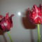 februári tulipán