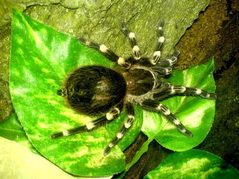 A.geni