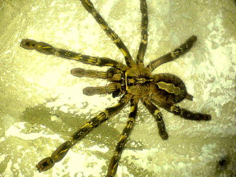 P.ornata