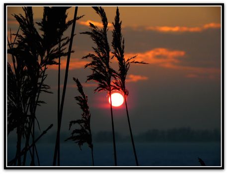 Tűzgolyó , nádak  között