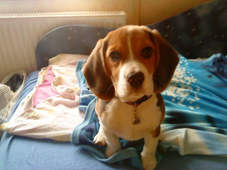 Bigi, a beagle kiskutya 6