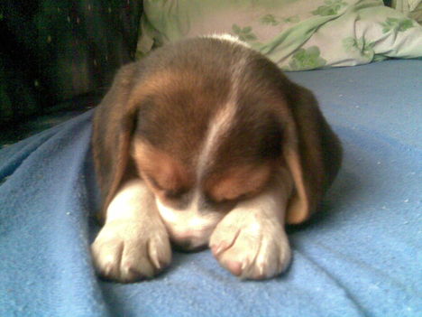 Bigi, a beagle kiskutya 8