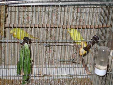 papagály pár