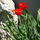 Tulipan-005_59040_663844_t