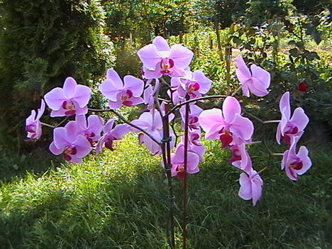 virágok 2