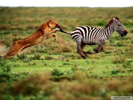 Az utolsó ugrás: nőstény oroszlán és zebra