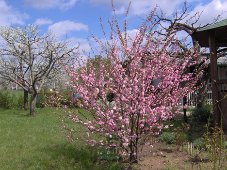 Baba rózsa.