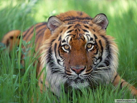 Bengáli tigris 2