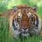 Bengáli tigris 2