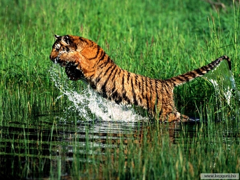 Bengáli tigris