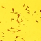 Clostridium_tetani